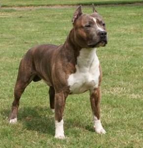 17-Abril_American-Staffordshire-Terrier-2-291×300 American-Staffordshire-Terrier